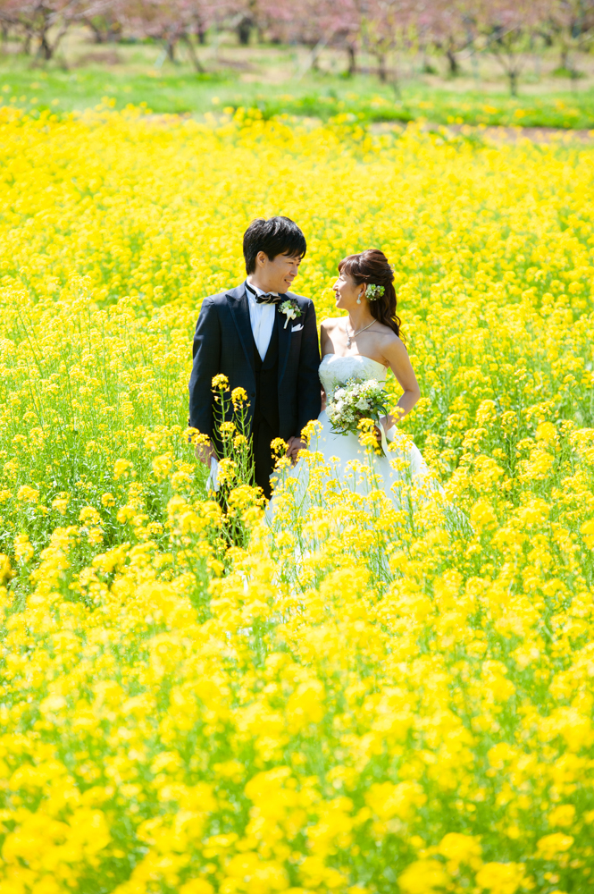 小布施の菜の花ロケーション