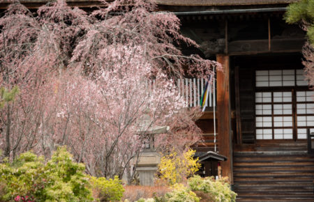 善光寺桜ロケ